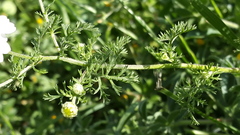 Anthemis bornmuelleri