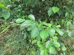 Suregada zanzibariensis