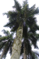Roystonea regia
