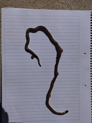 Phalotris lemniscatus