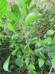 Suregada zanzibariensis