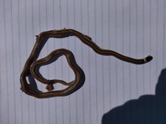 Phalotris lemniscatus