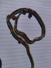 Phalotris lemniscatus