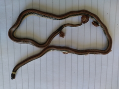 Phalotris lemniscatus