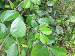 Suregada zanzibariensis