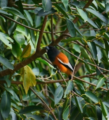 Dendrocitta vagabunda