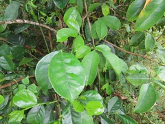Suregada zanzibariensis