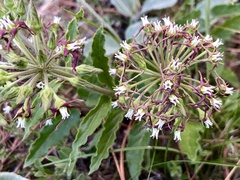 Oxypetalum crispum