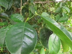 Suregada zanzibariensis