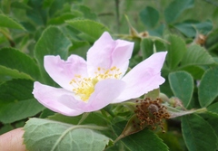 Rosa corymbifera