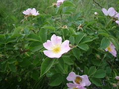 Rosa corymbifera
