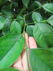 Suregada zanzibariensis