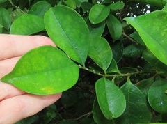 Suregada zanzibariensis