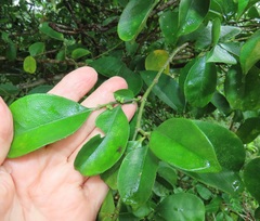 Suregada zanzibariensis