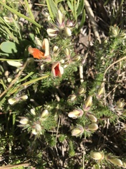 Aspalathus linguiloba