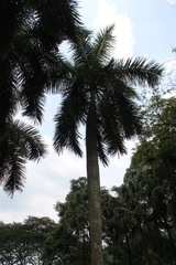 Roystonea regia