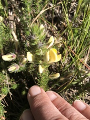 Aspalathus linguiloba