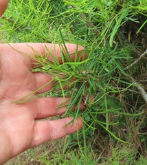 Maerua rosmarinoides