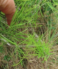 Maerua rosmarinoides