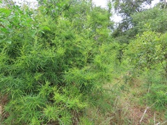 Maerua rosmarinoides