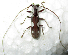 Olenecamptus olenus