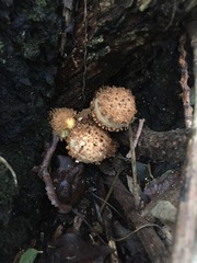 Pholiota squarrosa