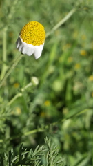 Anthemis bornmuelleri