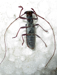 Olenecamptus olenus