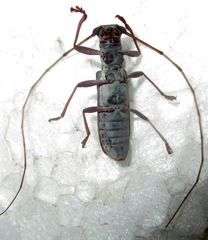 Olenecamptus olenus