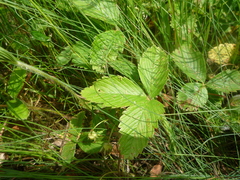 Fragaria viridis