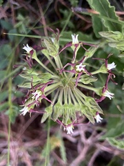 Oxypetalum crispum
