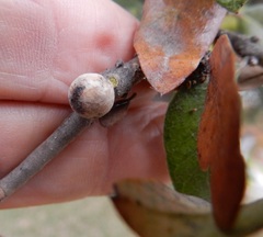 Allokermes cueroensis