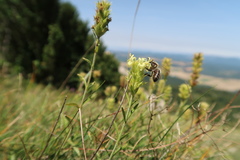 Sideritis pungens