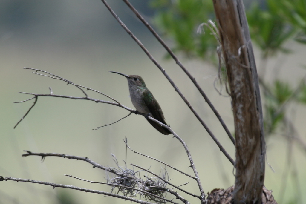 Leucippus