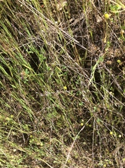 Trifolium macraei