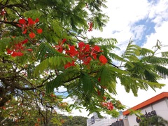 Delonix regia