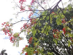Delonix regia
