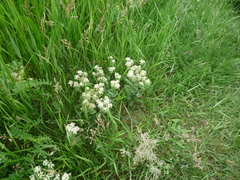 Lepidium draba
