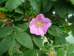 Rosa majalis
