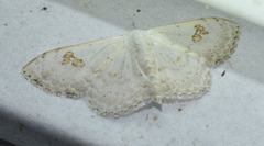 Somatina omicraria