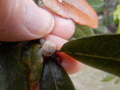 Allokermes cueroensis