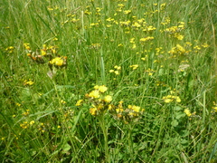 Pilosella floribunda