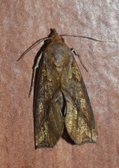 Plusiodonta coelonota