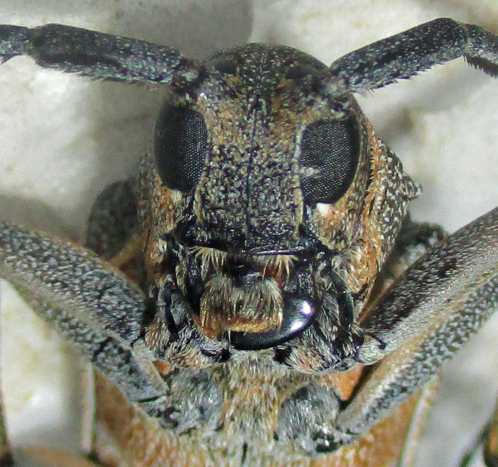 Titoceres