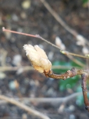 Tracheophyta