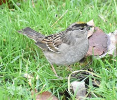 Zonotrichia atricapilla