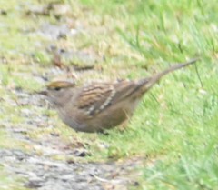 Zonotrichia atricapilla