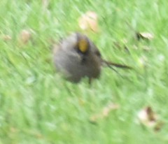 Zonotrichia atricapilla