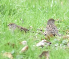 Zonotrichia atricapilla