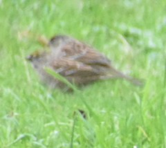 Zonotrichia atricapilla